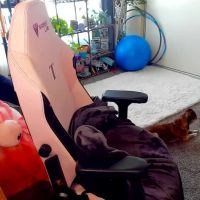 Abbifox5