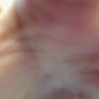 Kitty_fox_b